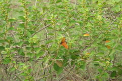 Gymnema sylvestre